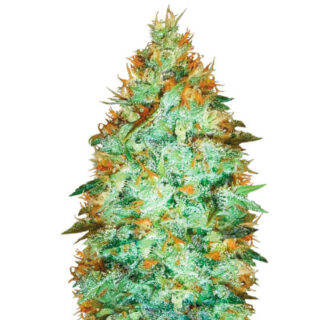 Сорт Original Limonade Skunk fem (Victory Seeds)