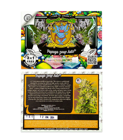 Сорт Papaya Zoap Auto fem (Sweet Seeds) Сорт Papaya Zoap Auto fem (Sweet Seeds) — изображение 2