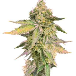 Сорт RS11 x Banana OG fem (Barney's Farm) Сорт RS11 x Banana OG fem (Barney's Farm)