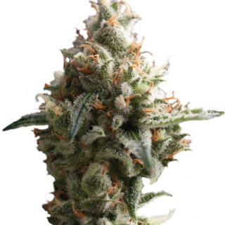 Сорт Auto Super Hash fem (Pyramid Seeds) Сорт Auto Super Hash fem (Pyramid Seeds)