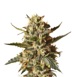 Сорт Bubblegum XL fem (RQS) Сорт Bubblegum XL fem (RQS)