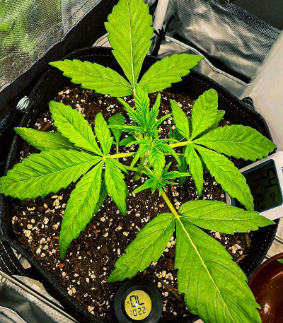 Сорт Green Gelato Automatic fem (RQS) Сорт Green Gelato Automatic fem (RQS) — изображение 7