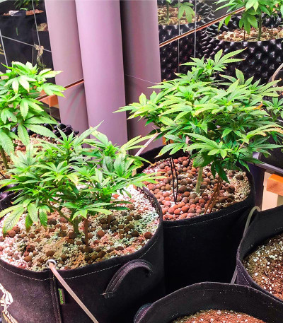 Сорт Green Gelato Automatic fem (RQS) Сорт Green Gelato Automatic fem (RQS) — изображение 8