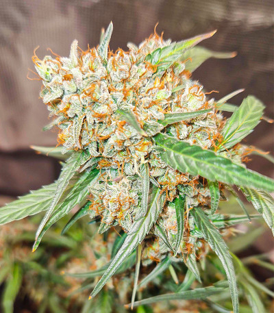 Сорт Green Gelato Automatic fem (RQS) Сорт Green Gelato Automatic fem (RQS) — изображение 9