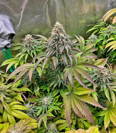 Сорт Lemonpaya fem (FastBuds) Сорт Lemonpaya fem (FastBuds) — изображение 3