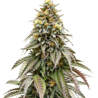 Сорт Lemonpaya fem (FastBuds) Сорт Lemonpaya fem (FastBuds)