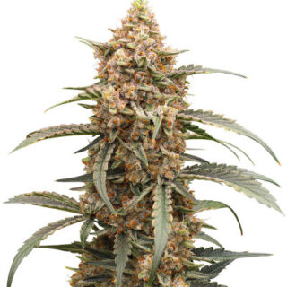 Сорт Orange Apricot Glue XL Auto fem (Sweet Seeds) Сорт Orange Apricot Glue XL Auto fem (Sweet Seeds)