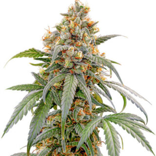 Сорт Papaya Zoap F1 Fast Version fem (Sweet Seeds) Сорт Papaya Zoap F1 Fast Version fem (Sweet Seeds)