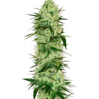Сорт Tangerine Dream Auto fem (Barney's Farm) Сорт Tangerine Dream Auto fem (Barney's Farm)