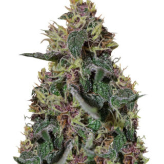 Сорт Ayahuasca Purple fem (Barney's Farm)