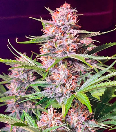 Сорт Bruce Banner #3 Auto fem (Herbies Seeds) Сорт Bruce Banner #3 Auto fem (Herbies Seeds) — изображение 4