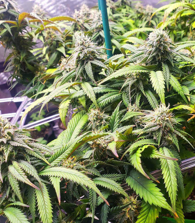 Сорт Bruce Banner #3 Auto fem (Herbies Seeds) Сорт Bruce Banner #3 Auto fem (Herbies Seeds) — изображение 8