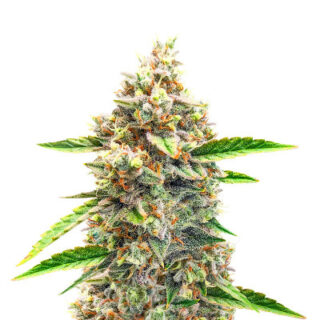 Сорт Bruce Banner #3 Auto fem (Herbies Seeds) Сорт Bruce Banner #3 Auto fem (Herbies Seeds)