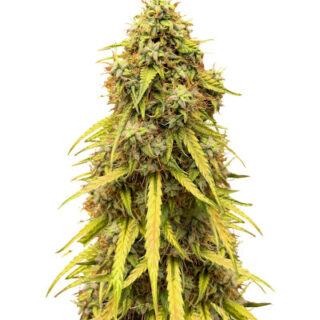CBD Lemon Auto fem (Herbies Seeds)