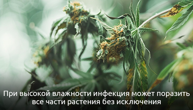 Болезни листьев конопли