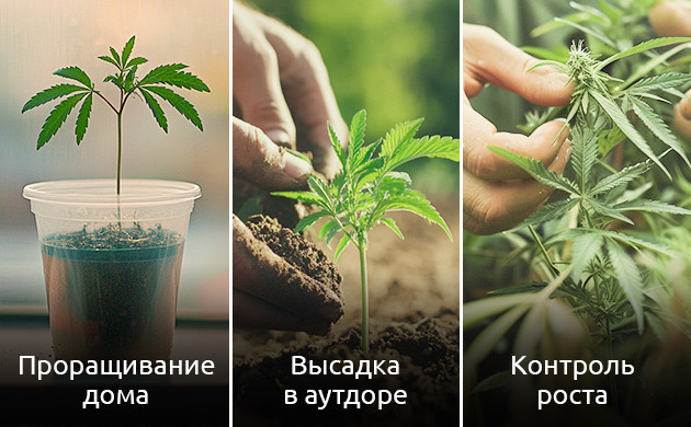 Выращивание конопли