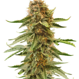 Сорт Also Know 47 Autoflower fem (Seedkeepers)