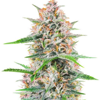 Сорт Bruce Banner Autoflower fem (Seedkeepers)
