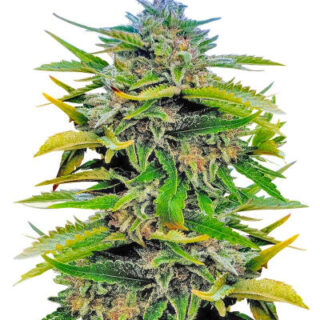 Сорт Trainwreck Fast Version fem (Seedkeepers)