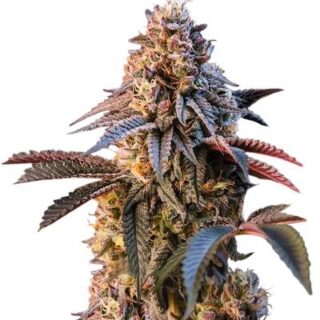Сорт Lemon Cherry Runtz fem (FastBuds) Сорт Lemon Cherry Runtz fem (FastBuds)