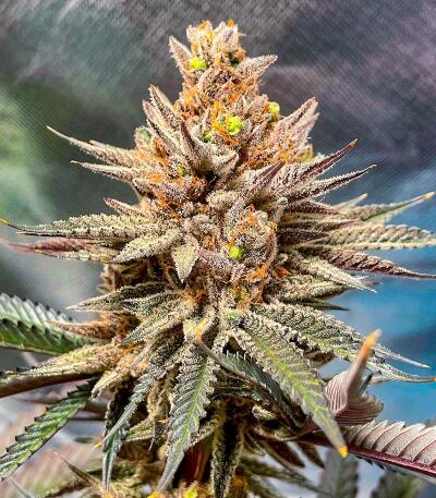 Сорт Punchberry Cookies RBX fem (Ethos Genetics) Сорт Punchberry Cookies RBX fem (Ethos Genetics) — изображение 2