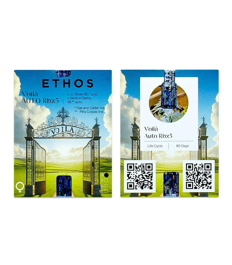 Сорт Voilà Auto Rbx5 fem (Ethos Genetics) Сорт Voilà Auto Rbx5 fem (Ethos Genetics)